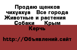 Продаю щенков чихуахуа - Все города Животные и растения » Собаки   . Крым,Керчь